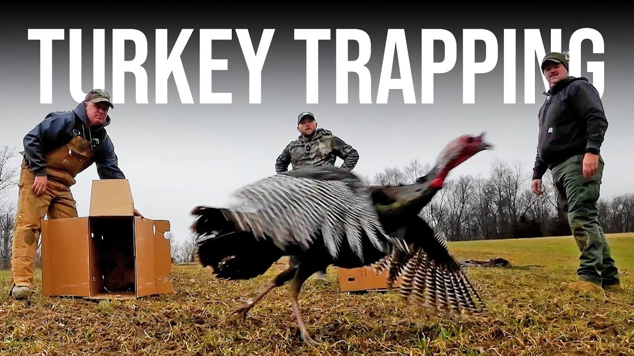 Turkey Trapping & Banding
