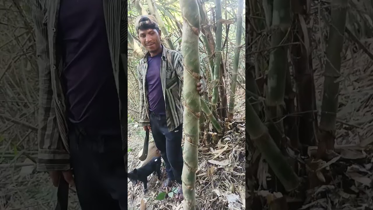 Ka jing i phylla ba u ne u siej u ba phylla kum u ne. sa ia peit. U siej aiu kum u ne. 😱😱😱😱