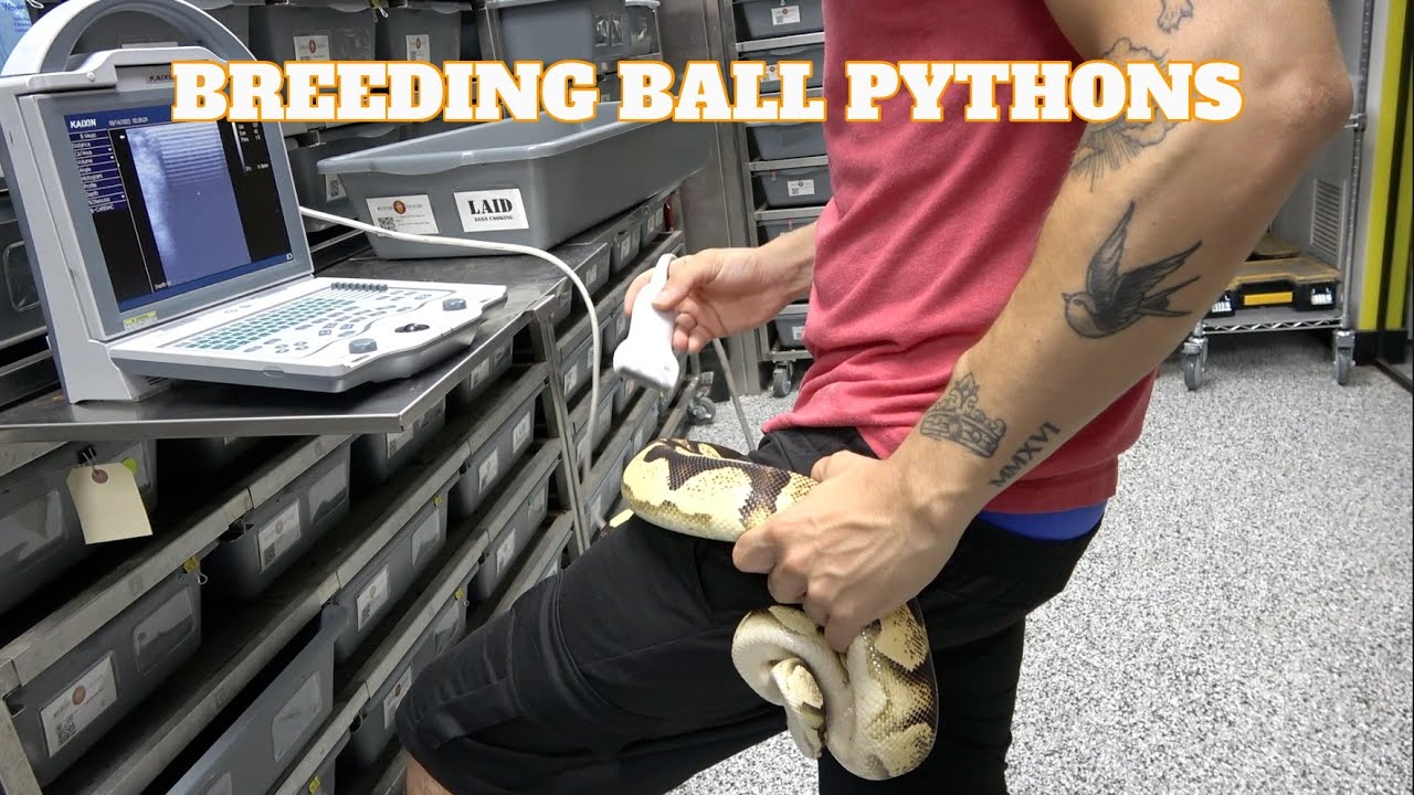 Saturday Snake School! When To Start To Pair Your Ball Pythons!