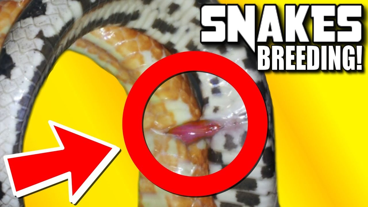 WHAT SNAKES LOOK LIKE WHEN THEY ARE BREEDING!!! | BRIAN BARCZYK
