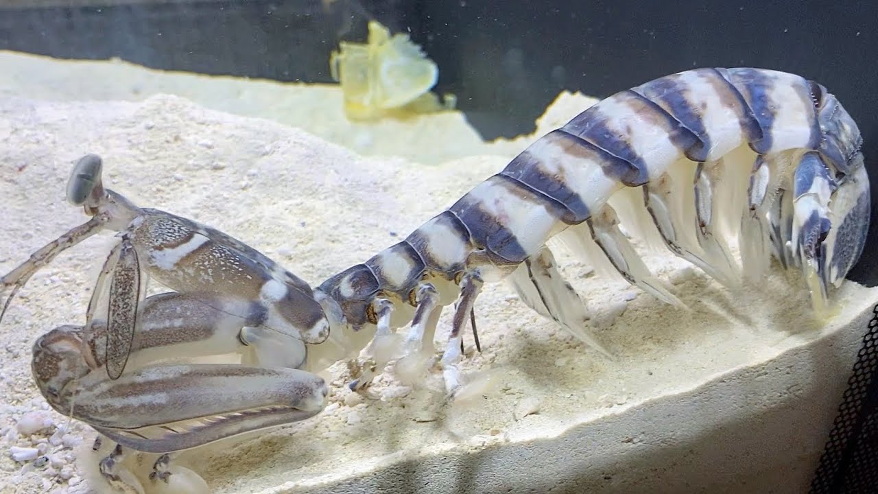 Giant Pet MANTIS SHRIMP SHEDS SKIN in AQUARIUM!