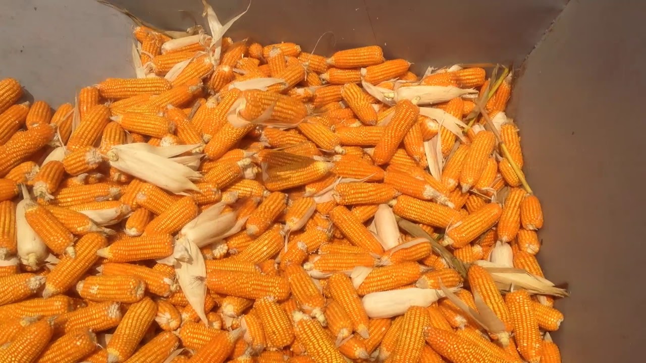 Corn Harvester 4 Rows with Peeling Machine รถเกี่ยวข้าวโพด ปอกเปลือก 4 แถว
