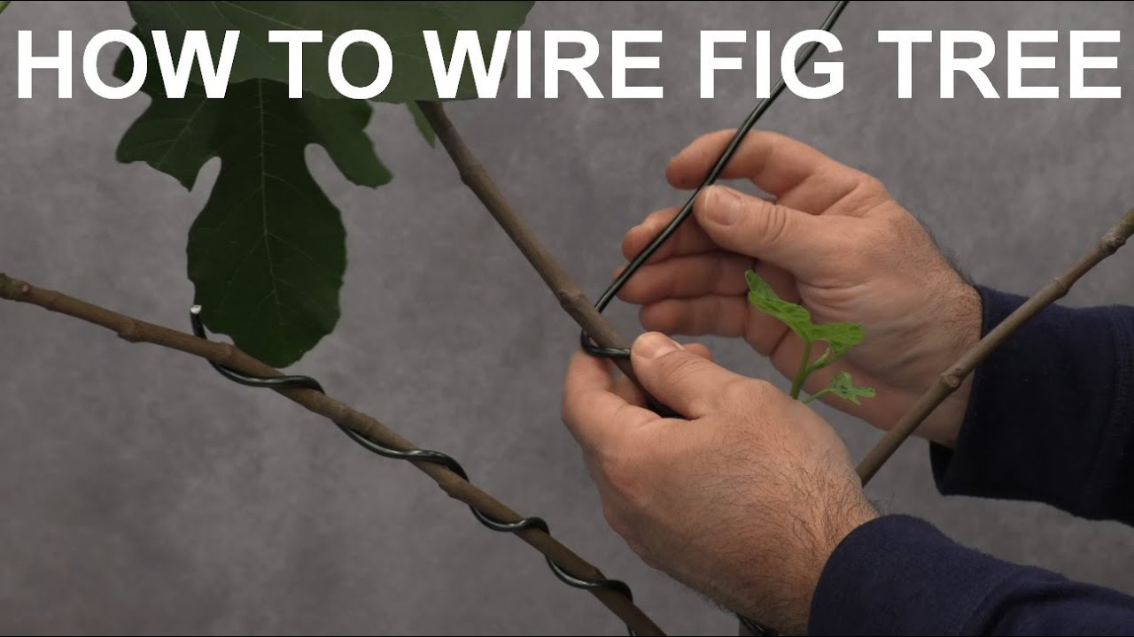 How To Train Fig Tree With Wire @backyardfigs