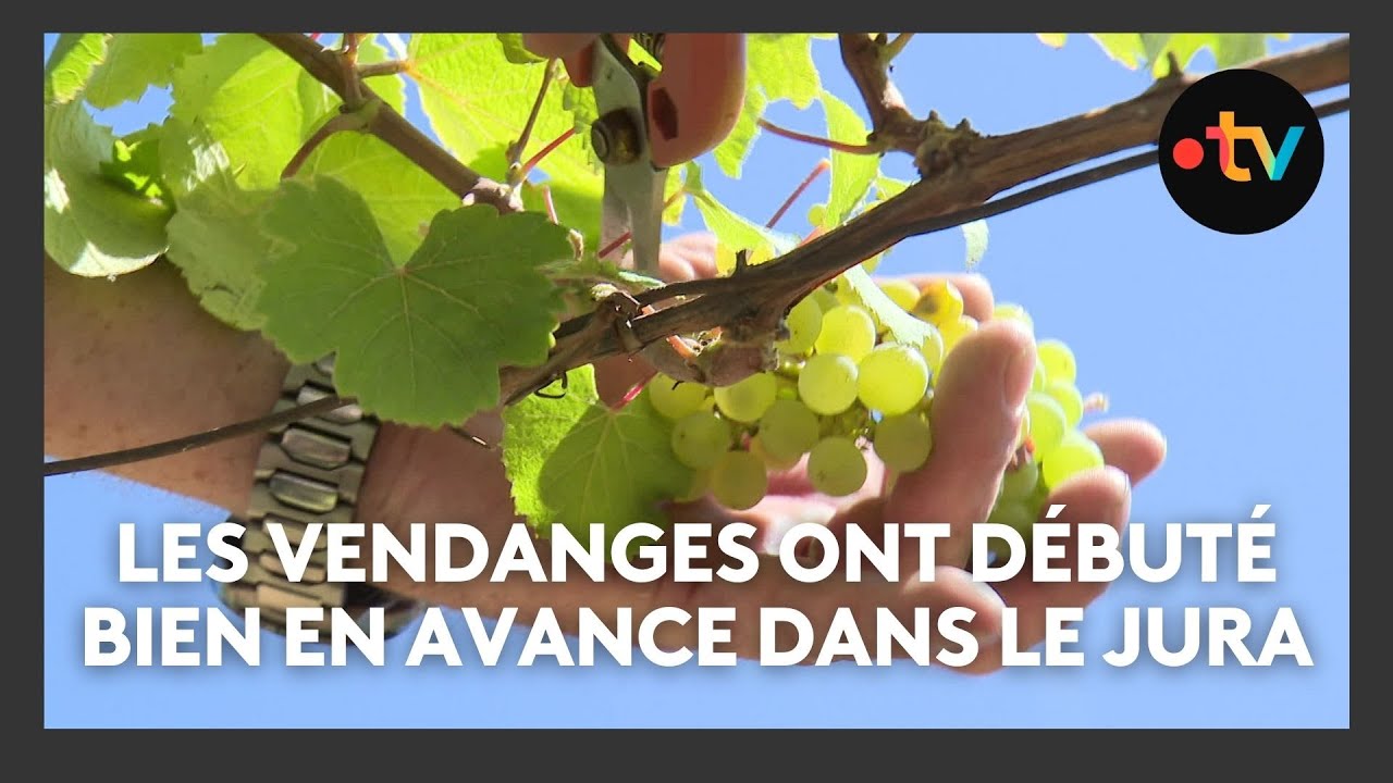 Les vendanges ont débuté bien en avance pour certains domaines dans le Jura