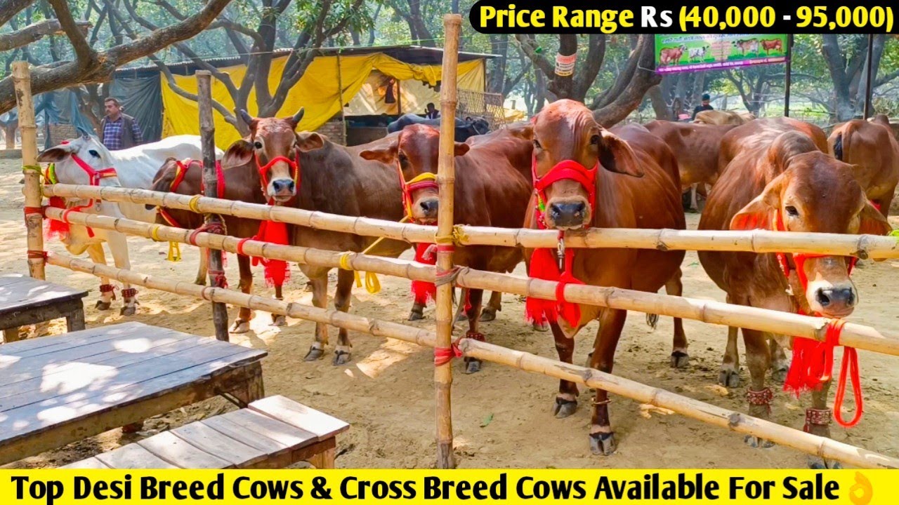 Top Desi Breed Cows & Cross Breed Cows Available For Sale In Lucknow👌/ Price Range Rs(40,000-95,000)