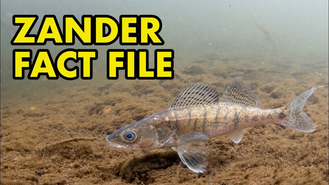 Zander: Fact File (British Wildlife Facts)