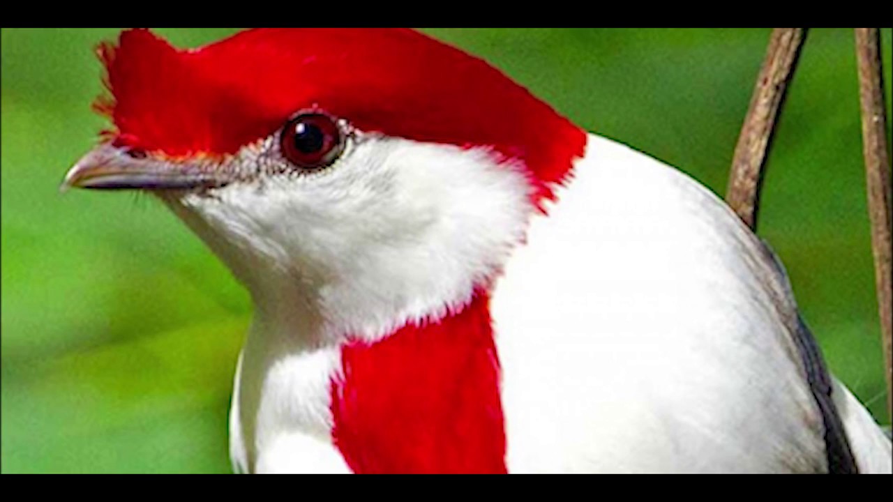 The Araripe Manakin Documentary By Kainat A.
