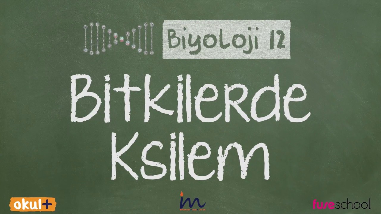 Bitkilerde Ksilem