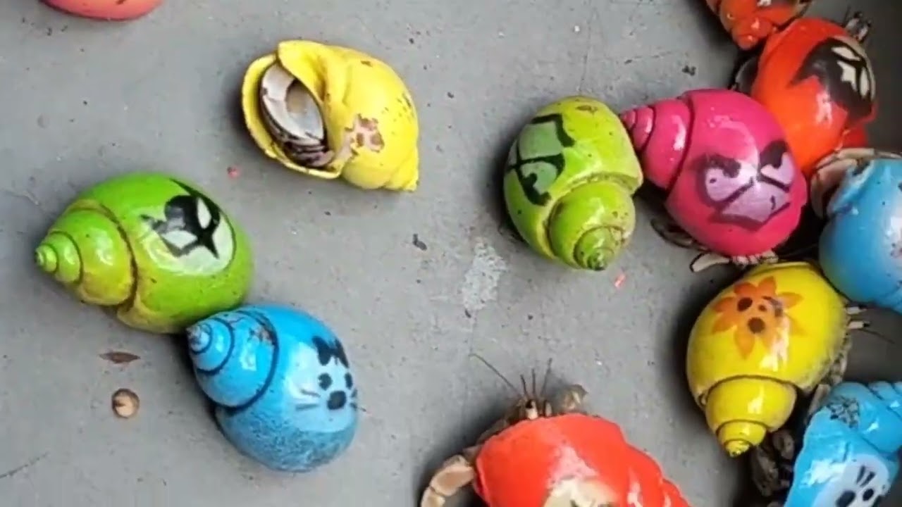 HUNTING SNAILS! Mencari hewan-hewan Lucu, Bekicot, Keong mas, Kepiting Dan Cangkang Siput. #398