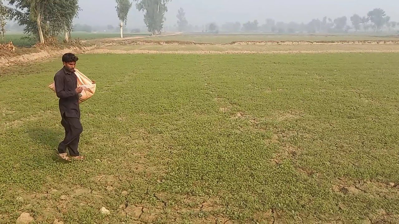 sabz chara berseem ko pehla khaad pani or diesel peter ki starting