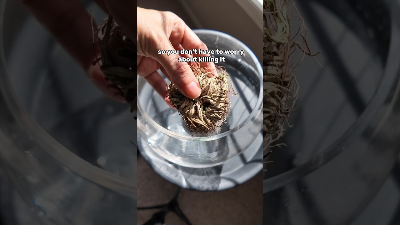 A plant that comes back to life? #plantcare #plantlovers