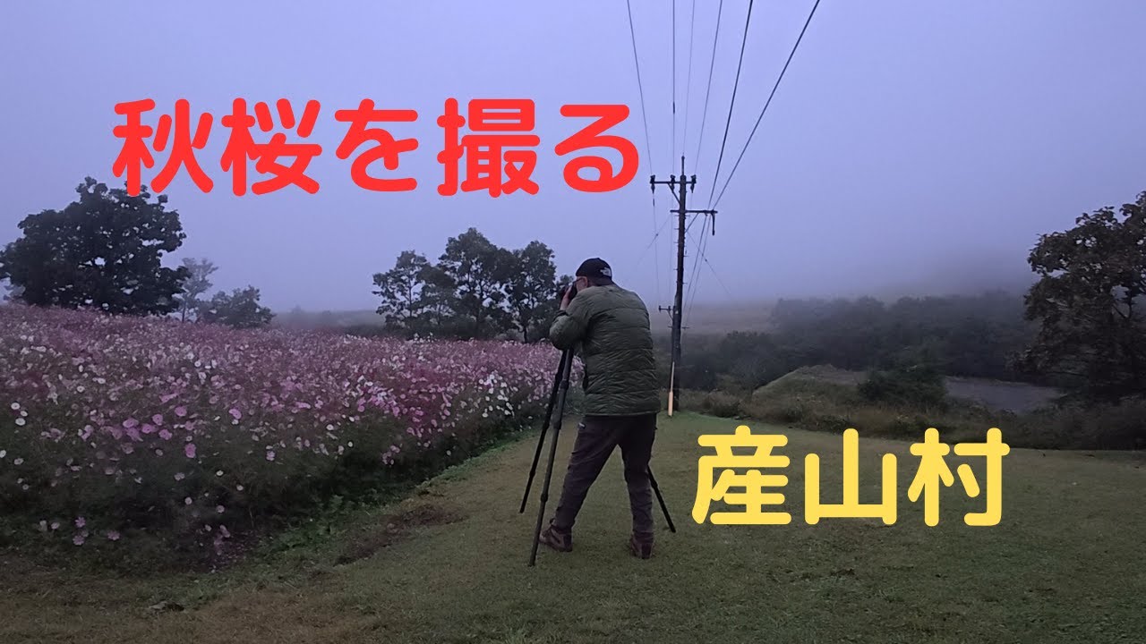 【軽キャン車中泊】秋桜を撮る　産山村