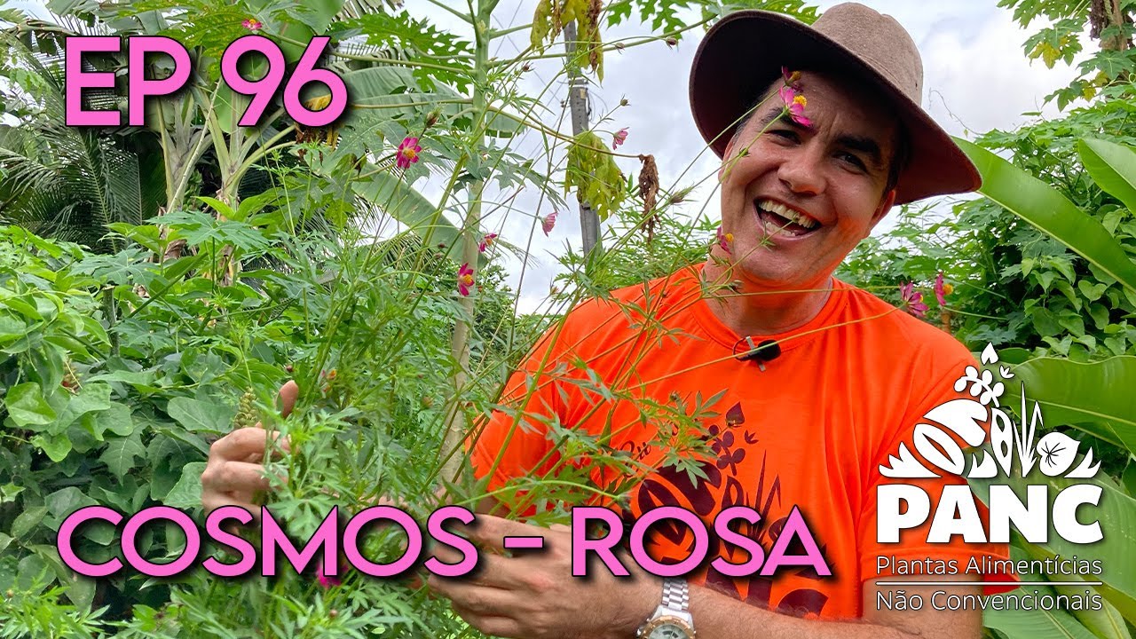 EPISÓDIO 96 - COSMOS-ROSA | #pancnaveia #valdelykinupp