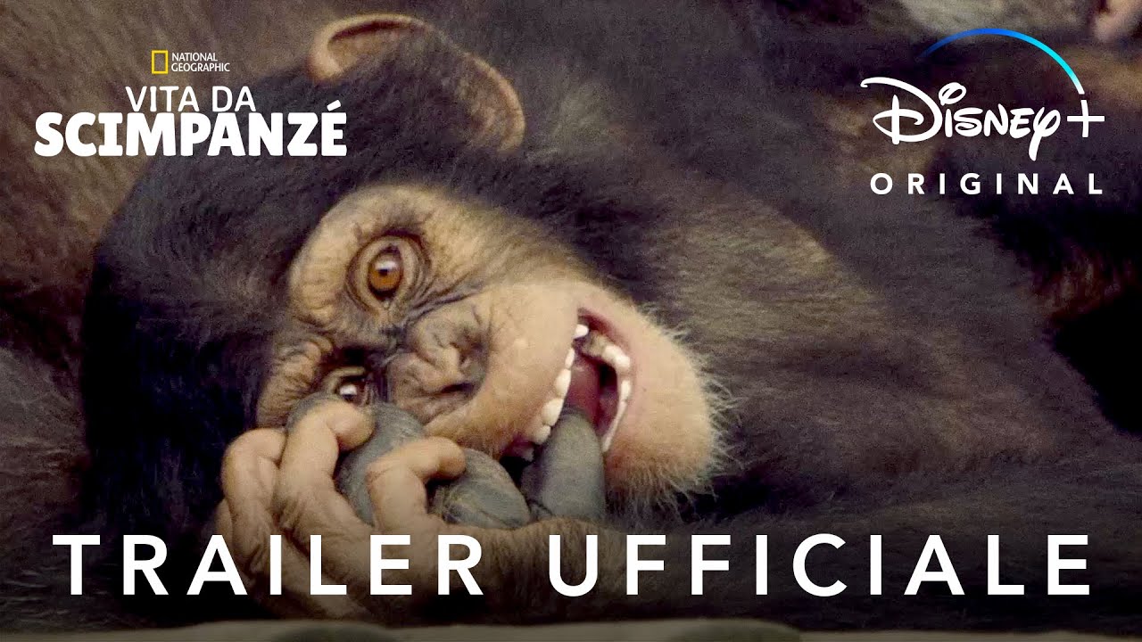 Disney+ | Vita Da Scimpanzè - Serie Originale in Streaming dal 16 Ottobre