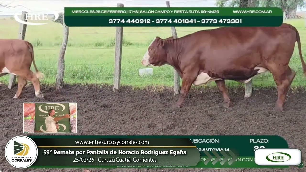 25-02-26 - 59º Remate por Pantalla de Horacio Rodriguez Egaña - Curuzú Cuatiá, Corrientes