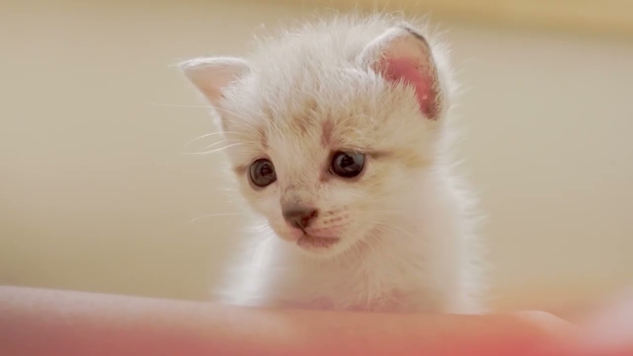 고양이 행동 전문가 추천 릴랙스 음악｜고양이의 편안한 시간