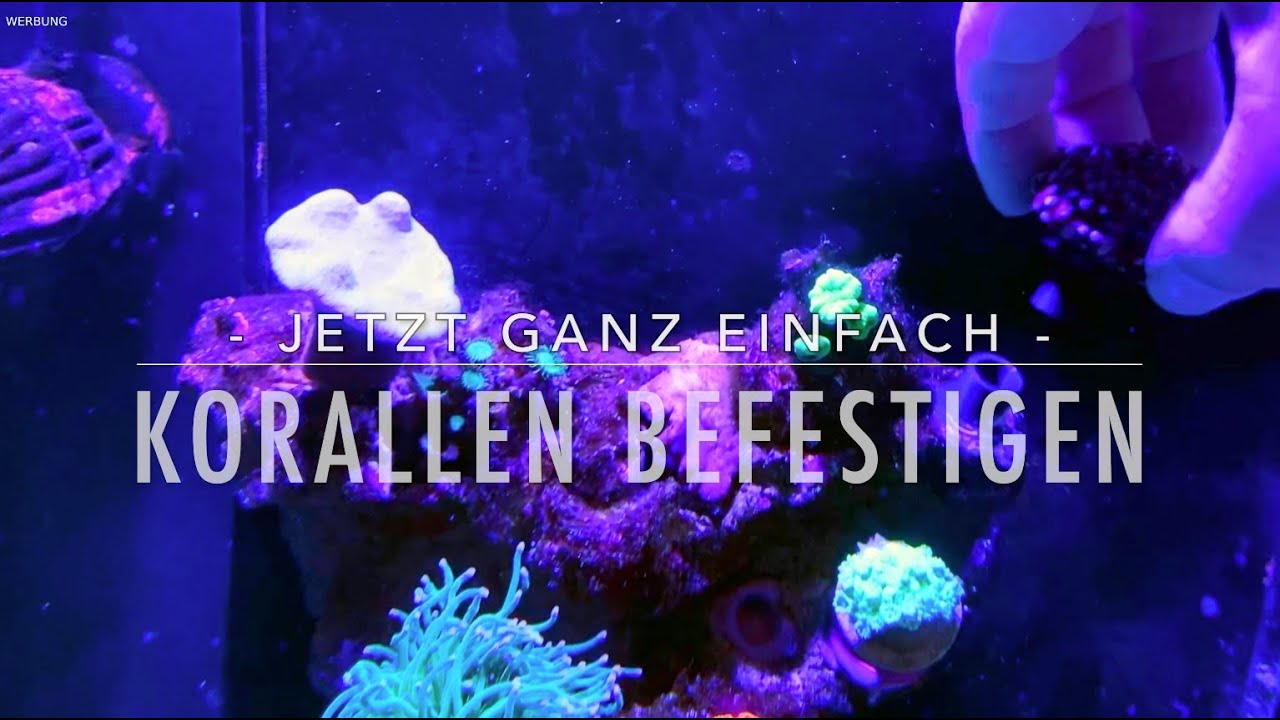 Korallen stecken statt kleben - Mein 250 Liter Aqua Medic Armatus - Schaubecken Meerwasser Boettcher