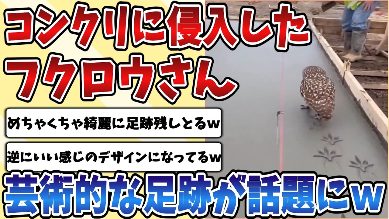 【2ch動物スレ】塗りたてのコンクリに侵入して足跡を残しまくった【フクロウさん】、逆に芸術的で綺麗だと絶賛の嵐にｗｗｗ