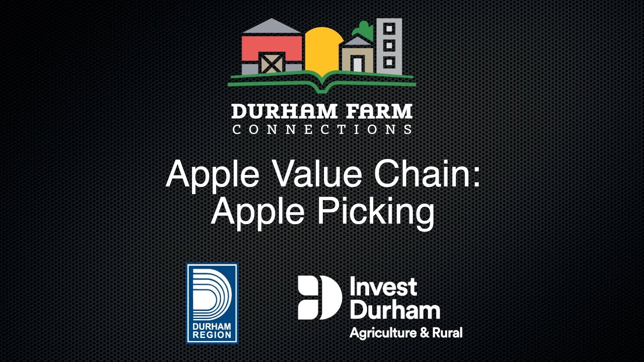 Apple Harvest in #DurhamRegion