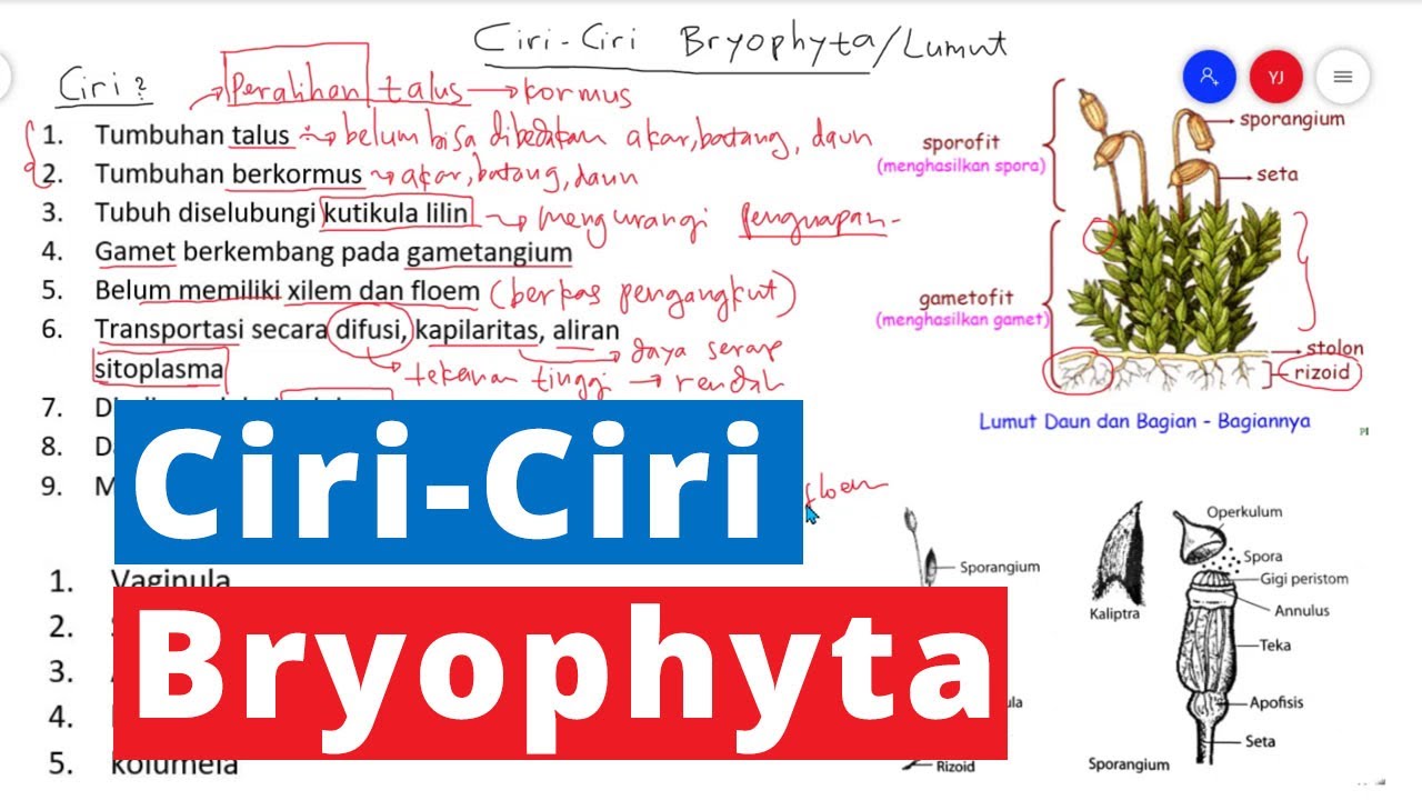 Ciri-Ciri dan Struktur Bryophyta - Kingdom Plantae Biologi Kelas 10