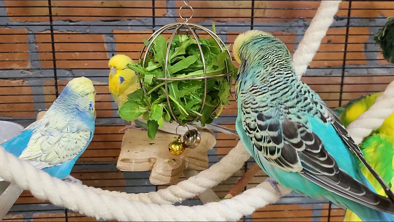 7 hours of relaxing budgie sounds