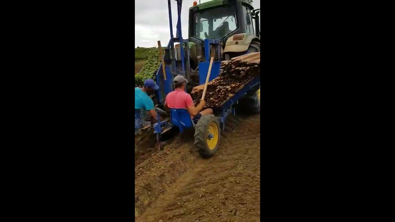 Plantação de Vinha