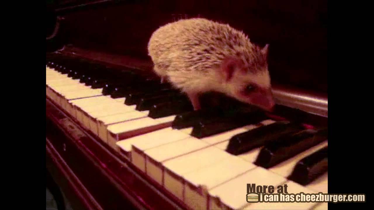 Cheezburger : Hedgehog Plays the Piano