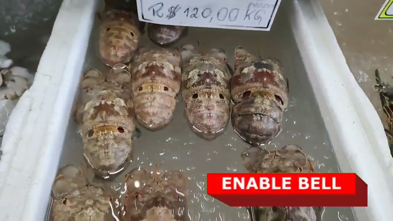 MERCADO DE PEIXE DE SANTOS...VEM CONHECER!