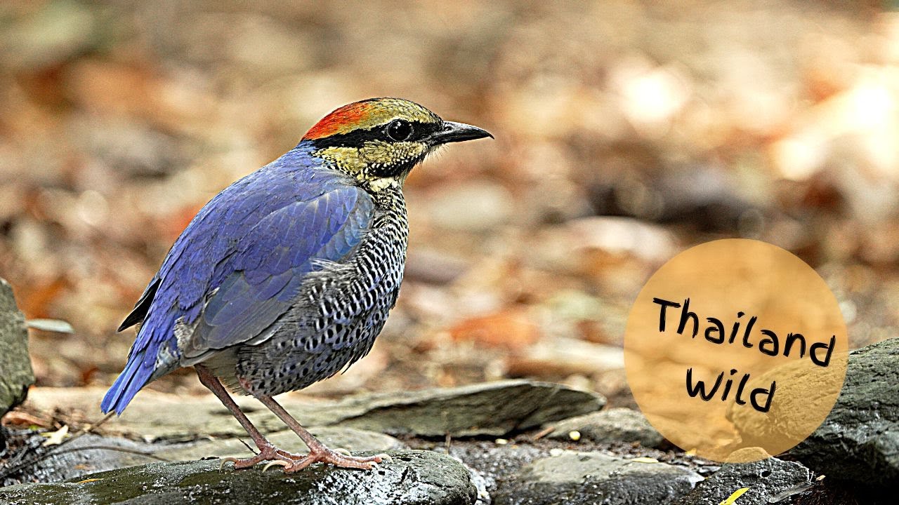 Blue Pitta at Nuy Bird Hide, Kaeng Krachan, Thailand