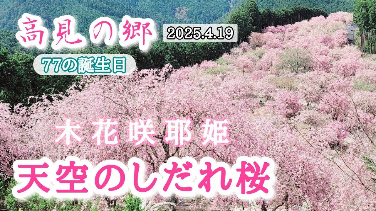 【高見の郷☆天空のしだれ桜】東吉野/皇紀2685年4月