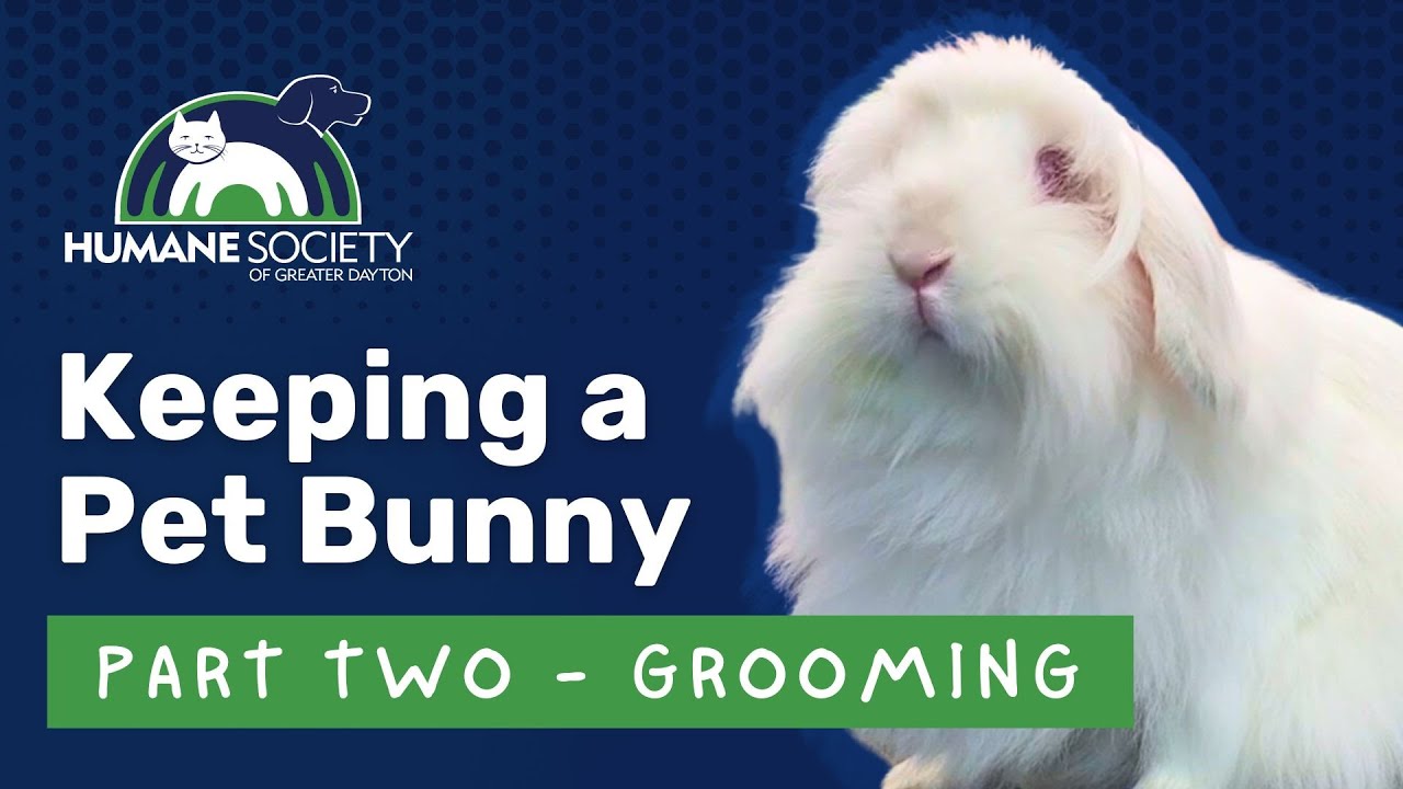 Keeping a Pet Bunny Part 2: How to Groom Your Rabbit