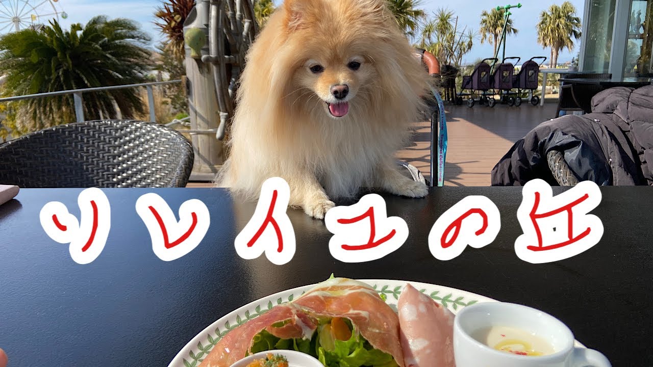ソレイユの丘に行ってみた