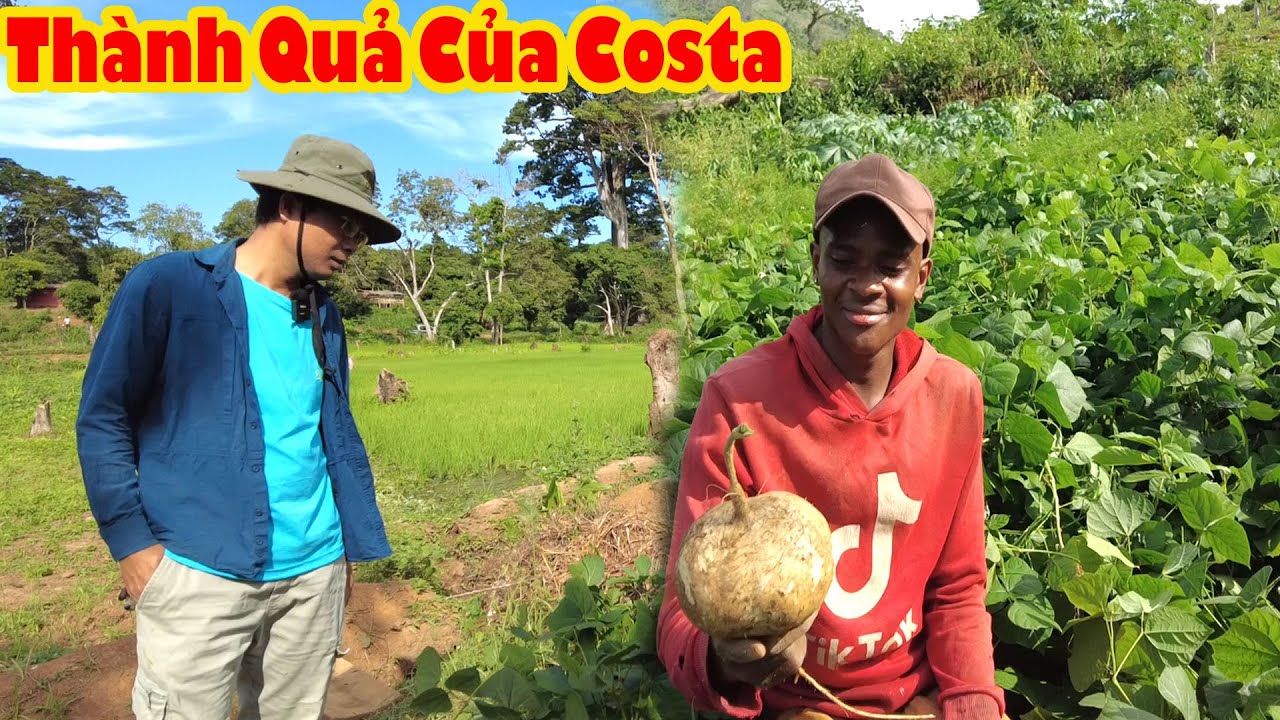 Thu hoạch củ đậu si&ecirc;u khủng Costa cười rạng rỡ  || Tony Phong cuộc sống Ch&acirc;u Phi