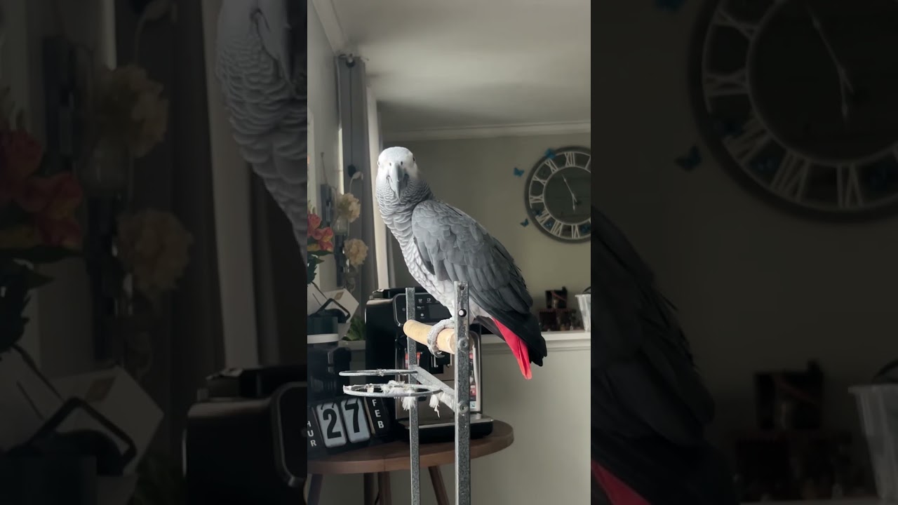 #talkingparrotscareandroutine #parrot #africanbird