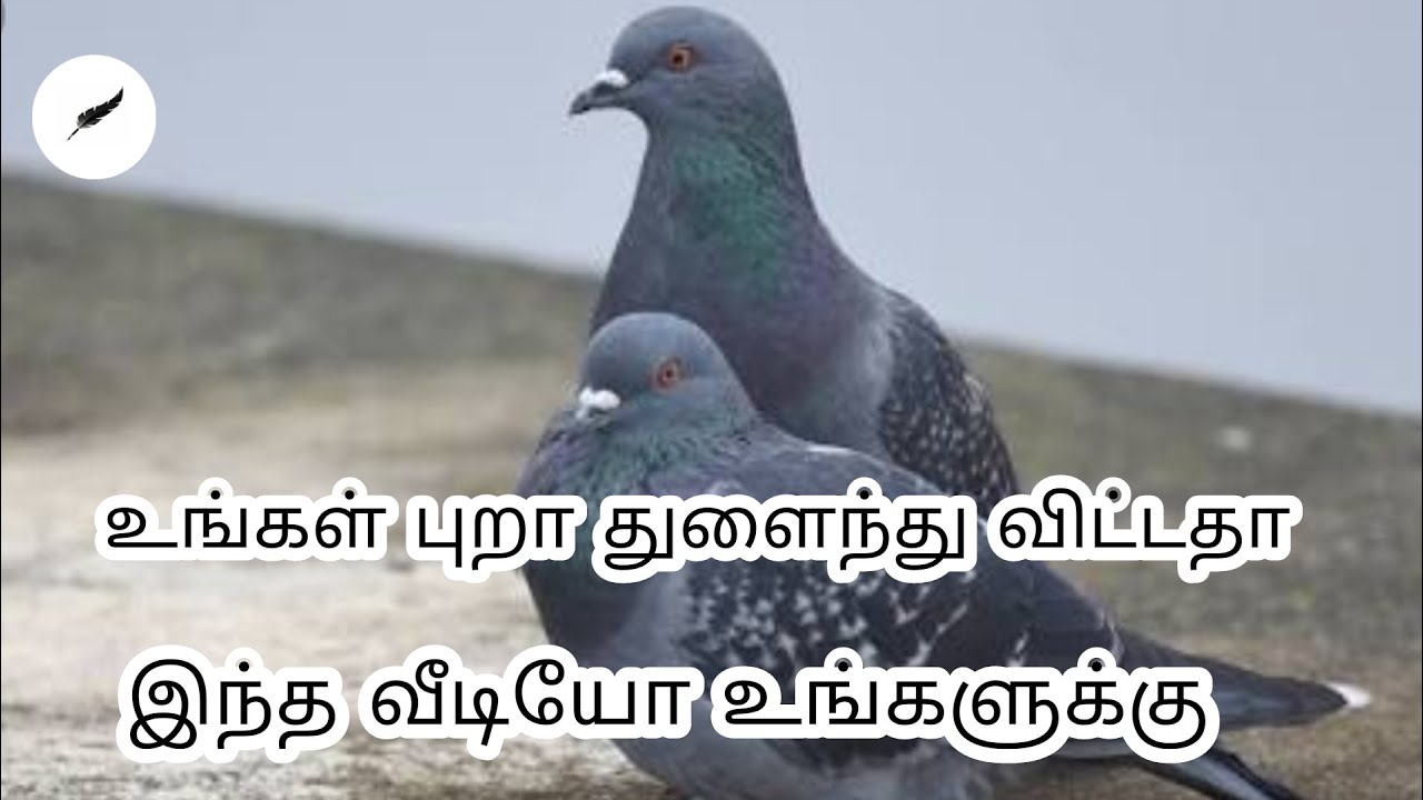 உங்கள் புறா துளைந்து விட்டதா இதை செய்து பருங்கள்