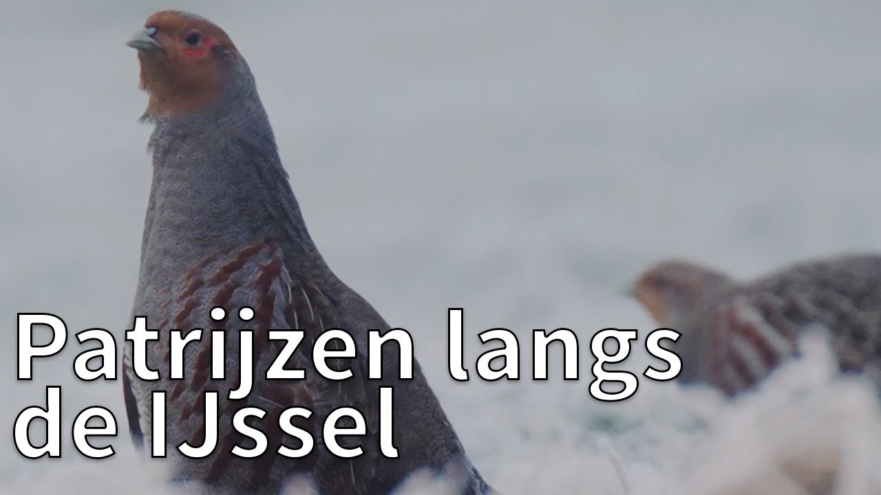 Patrijzen langs de IJssel | Op pad met Ruben