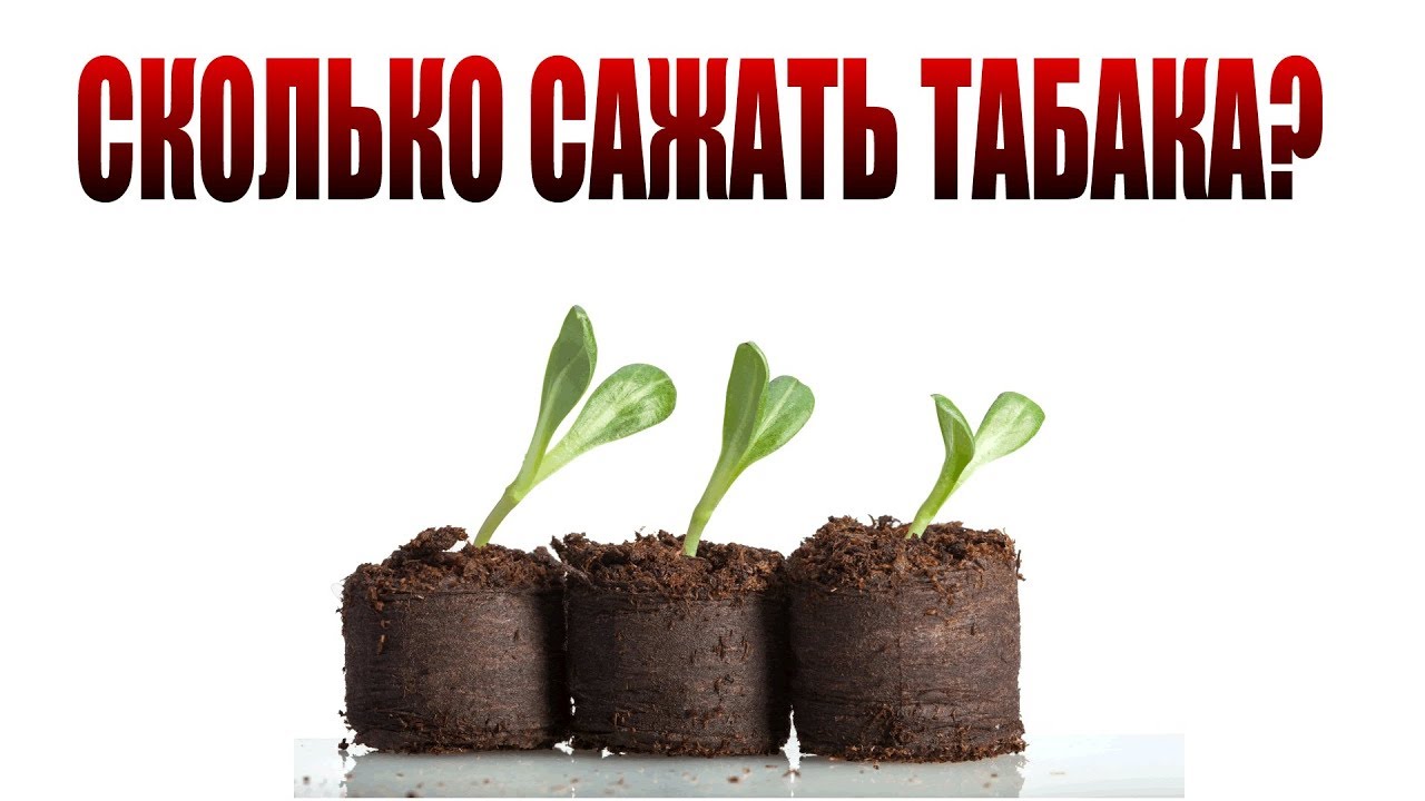 Сколько сажать табака? Сколько нужно табака на год?