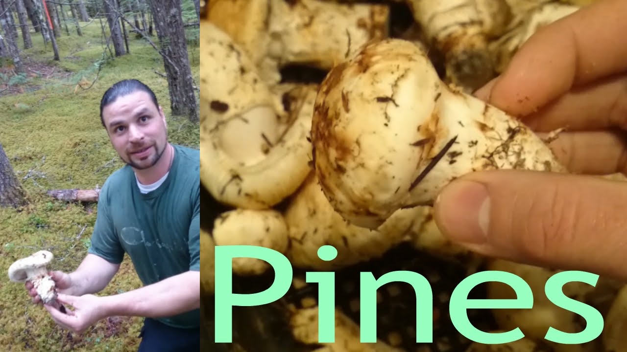 Picking the pine mushroom