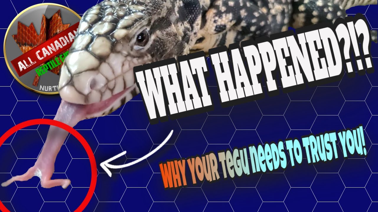 Why Socializing Your Tegu Is SO Important | Emergency Vet Visit! | Don't Worry, She's OK!