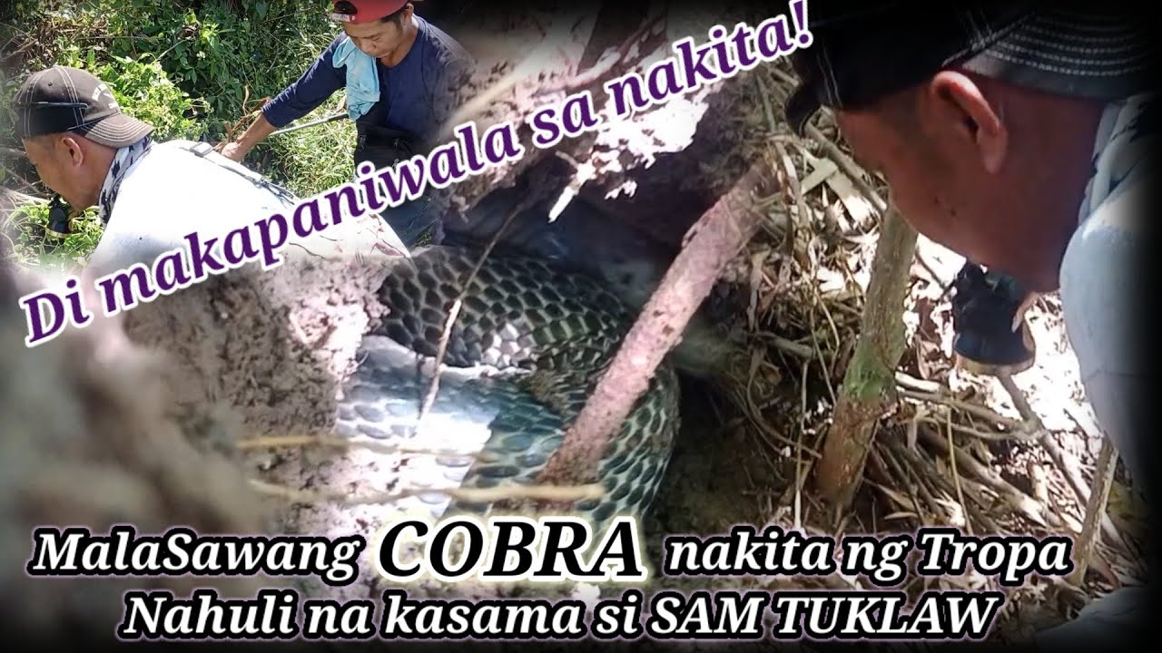 MalaSawang COBRA na Nakita sa ilog ng tropa.Nahuli na kasama si Sam Tuklaw.Di makapaniwala sa nakita