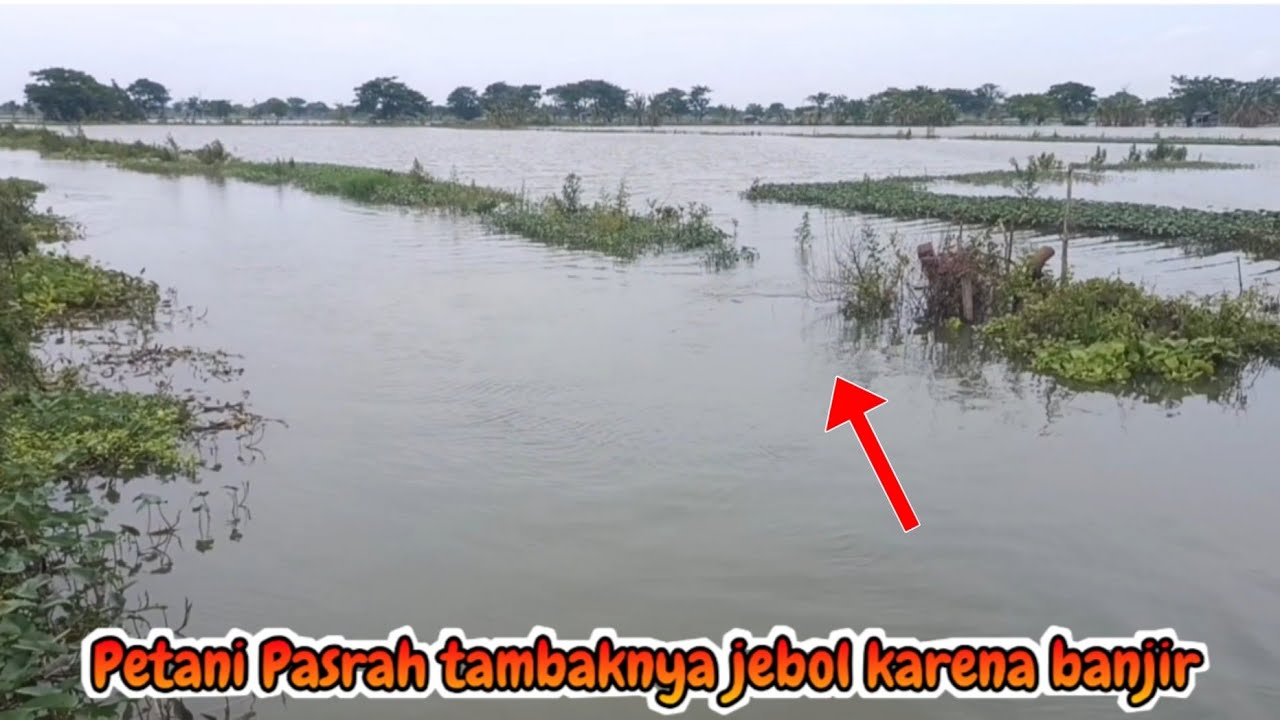TAMBAK JEBOL‼️Banyak Ikan Keluar Dari Tambak Sampai Kewalahan Strike