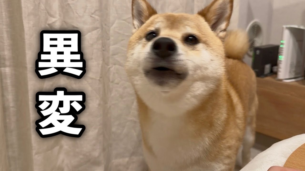 外から聞こえた謎の叫び声に怖がりながらも立ち向かう勇敢な柴犬