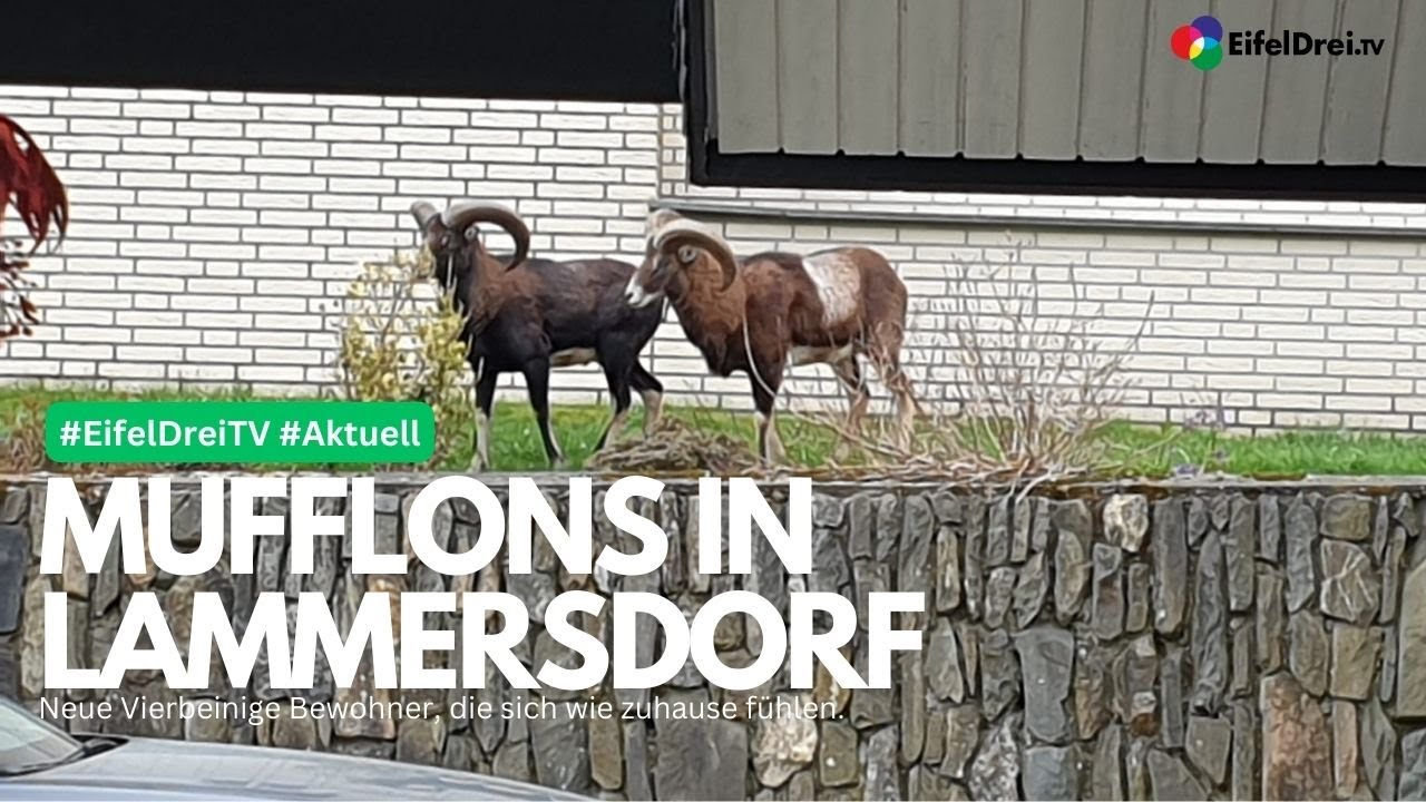 Die Mufflons in Lammersdorf