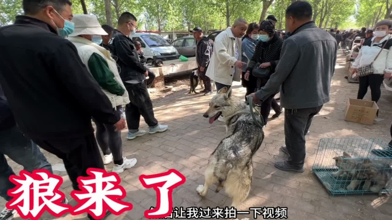 大哥牵了一条“狼”来狗市，现场瞬间围满了人，长得太吓人了！