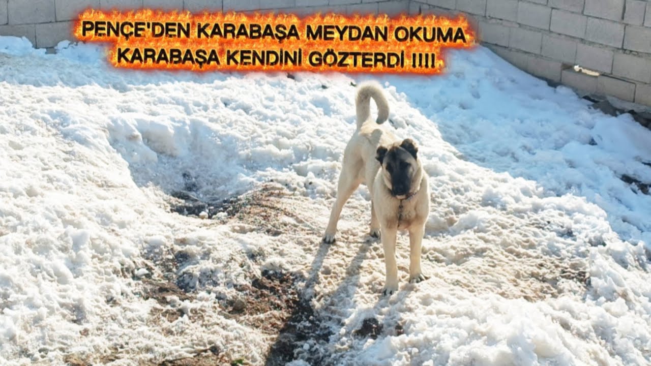 PENÇE HIRSTAN ÇILGINA DÖNDÜ ~PENÇE KARABAŞI İSTEMİYOR || KARA KOYUN DOĞUM YAPTI #KATİL#PENÇE#KANGAL