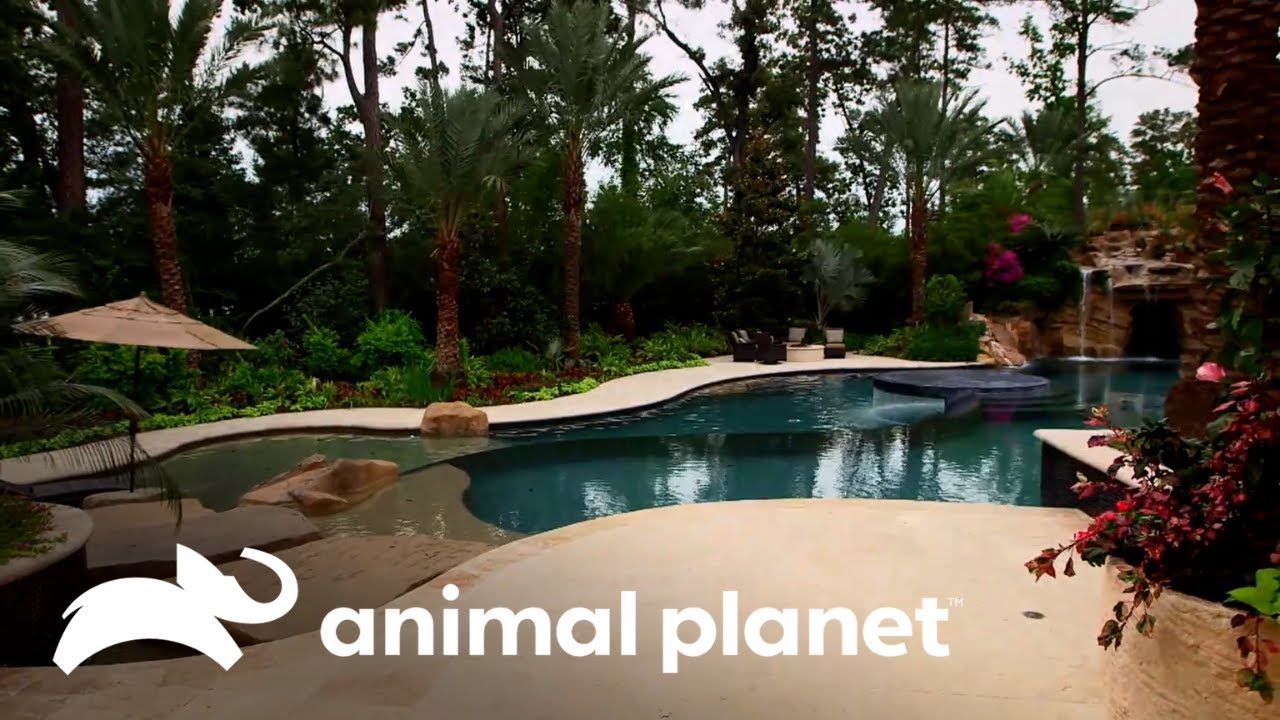 Oasis secretos: piscinas que escapan del ajetreo urbano | Piscinas Soñadas | Animal Planet