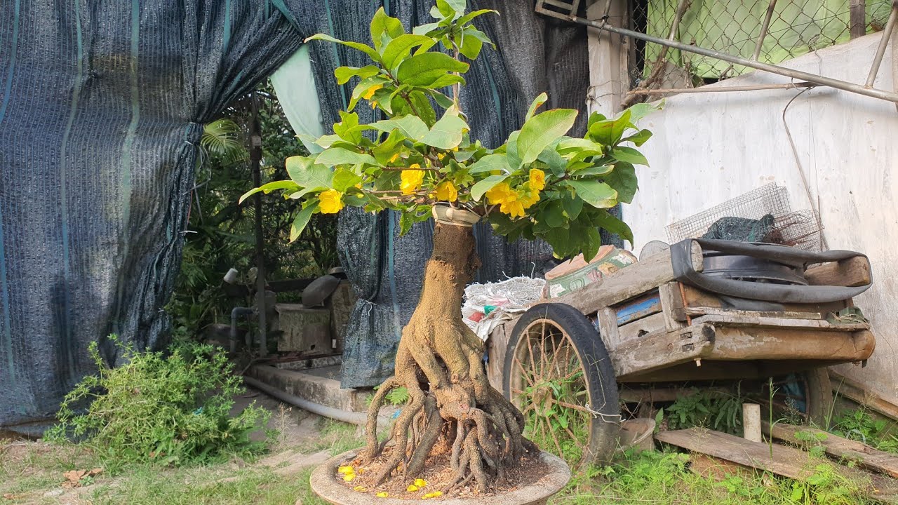 15/03/26.ÔNG THẦY. BÌNH LỢI TỨ QUÝ. NGỌC TOÀN TỨ QUÝ.CAM THIÊN LỘC. NHƯ Ý. BẠCH MAI TÂN TÂN. GIẢO RÍ