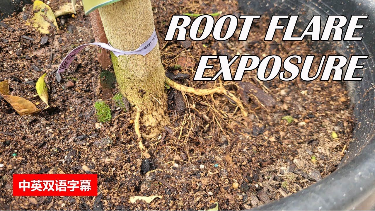 How to Properly Expose Tree Root/Trunk Flare to Improve Tree Health | Tree Planting | Girdling Root
