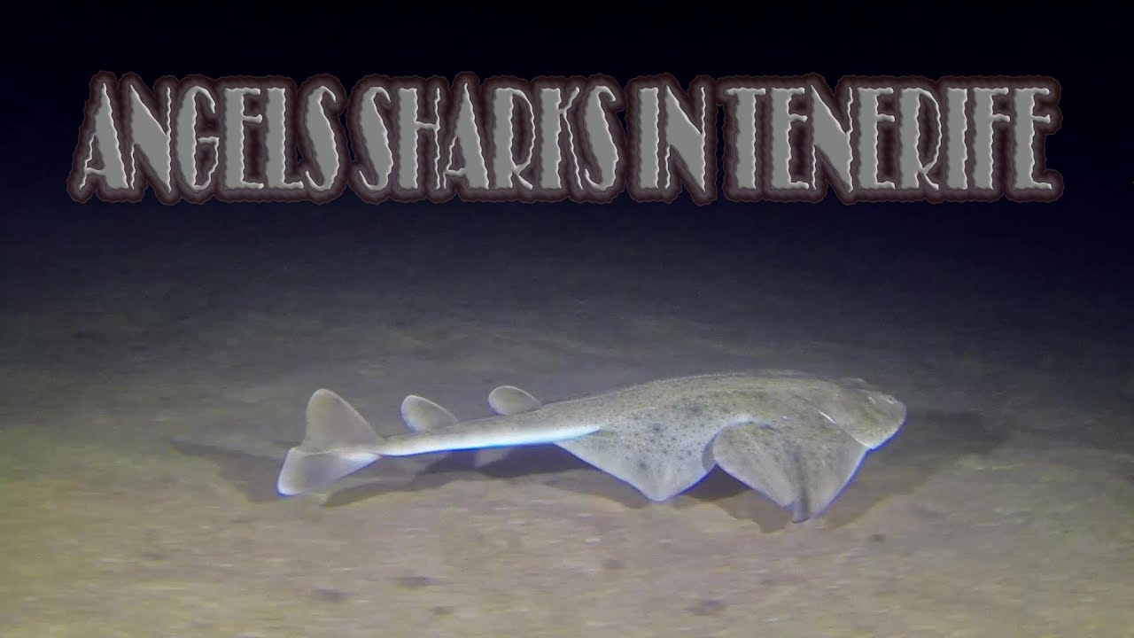 ANGEL SHARKS IN LAS TERESITAS,TENERIFE.