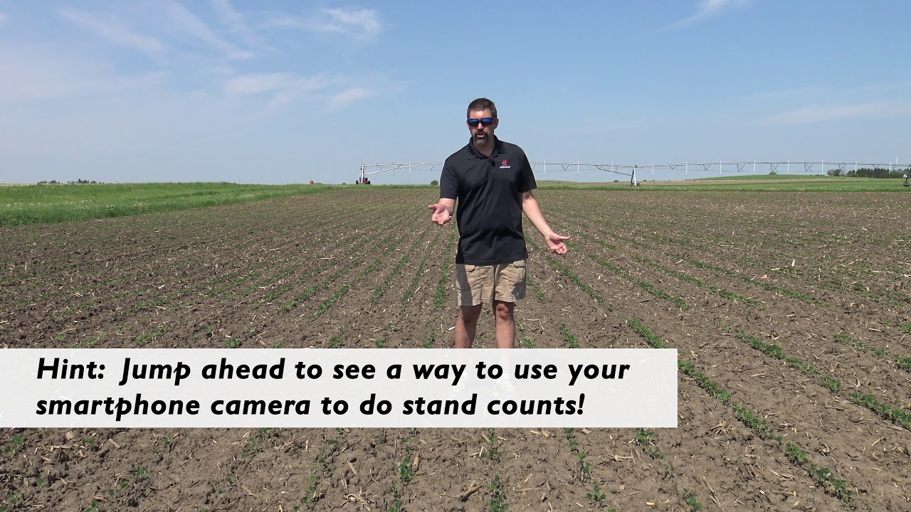 Soybean Replant Decisions and the Bean Cam free app